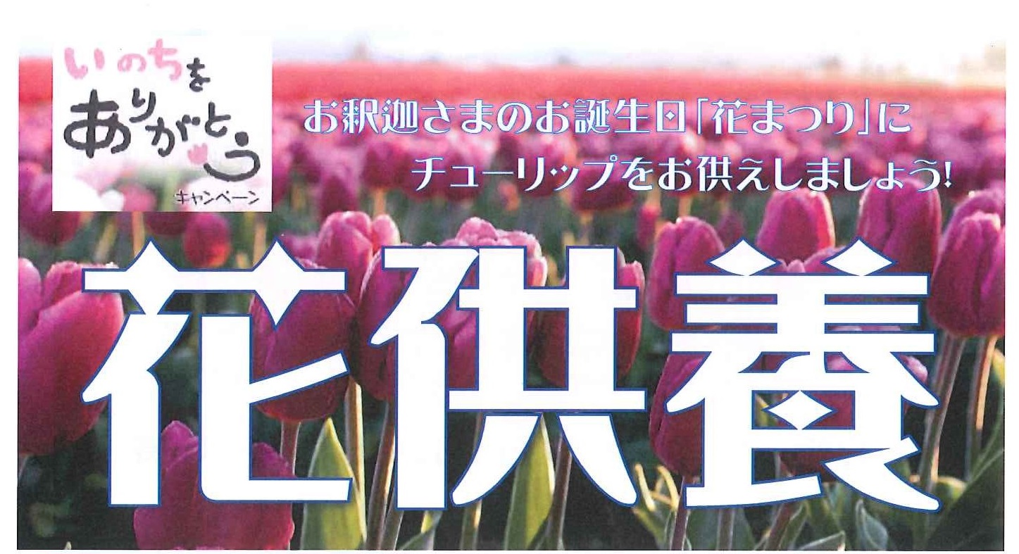 花供養　お釈迦さまのお誕生日「花まつり」にチューリップをお供えしましょう