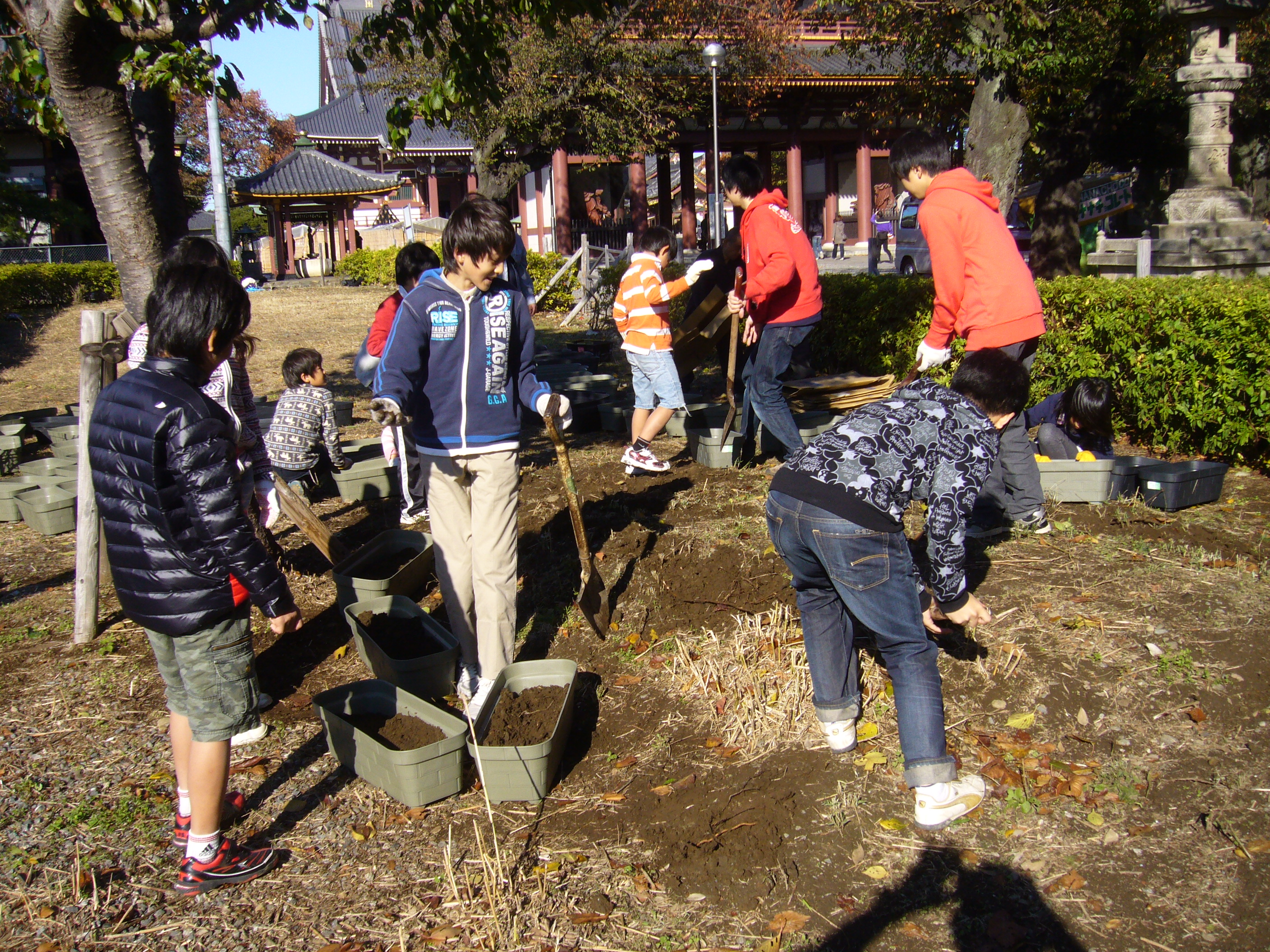 チューリップの球根を植えよう！